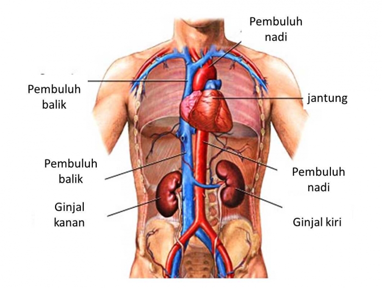 jadwal kerja organ tubuh manusia