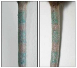 Walaupun sel macrophage yang membawa pigmen tato pada ekor tikis sudah dimatikan (kiri) namun sel sel baru ternyata menyerap pigmen tato yang menyebabkan warna dan pola tato pada ekor tikus ini masih tetap terlihat dengan jelas (kiri). Photo: Baranska et al., 2018 