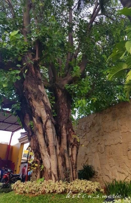 pohon Bodhi