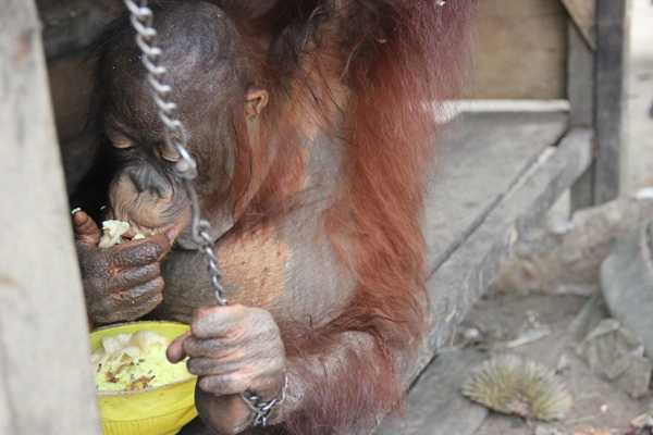 Foto Orangutan yang dipelihara oleh masyarakat di Natai Panjang, tahun 2012. Foto dok. Yayasan Palung.