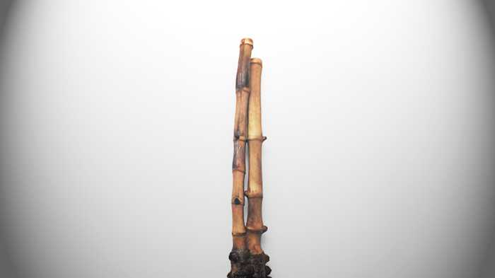 Bambu unik dampit (foto Alex Palit)
