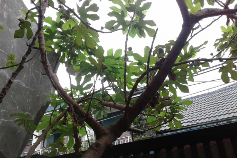 sebatang pohon tin di halaman rumah/a.saukani