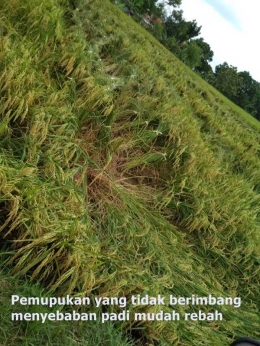 menangani padi yang rebah (Dokumentasi Pribadi)