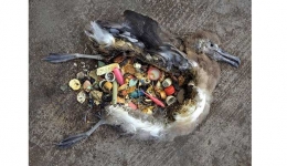 Burung albatros yang mati akibat perutnya penuh plastik. Foto dok. Chris Jordan, via Mongabay Indonesia