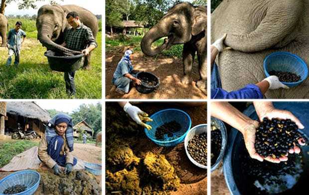 Proses pembuatan Black Ivory / Kopi Gajah ( nutscoffee.com)