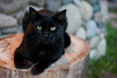 Kucing hitam (sumber: the spurce)