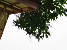 Supaya pohon mangga golek cepat berbunga (dokpri)