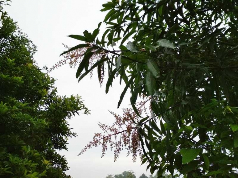 Supaya pohon mangga gedong cepat berbunga (dokumentasi pribadi)