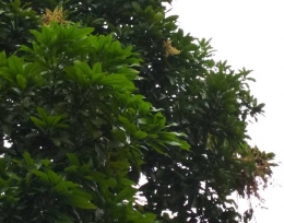 (dokpri) Supaya pohon mangga manalagi cepat berbungalebat