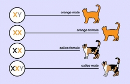 Kromosom kucing dan luaran warna bulunya (sumber: pawculture)