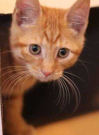 Genetika di Balik Warna Bulu Kucing oleh Maria Kristi Genetika di Balik Warna Bulu Kucing oleh Maria Kristi