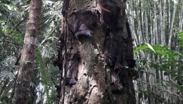 Pohon "Makam Bayi Suci" Tarra di Kambira, Tana Toraja (Dokumentasi Pribadi)
