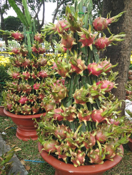 Pohon buah naga yang di jul di taman kota HCM (dok.pribadi)