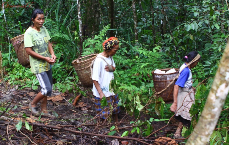 Perempuan Perkasa Mendaki Menuruni Bukit Barisan Menembus Semak ke Kebun Kopi Ngamben Kinjar I Foto: Dokumentasi Pribadi