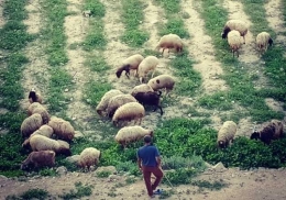 Pertanian dan peternakan di Kota Jericho (Dokumentasi pribadi)