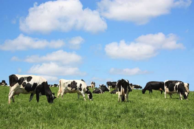 Grassmilk dihasilkan dari sapi perah yang pakannya 100 % berbasis hijauan dan leguminosa organik. Sumber: www.farminguk.com