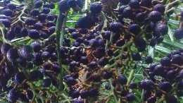 Pohon dan buah jernang sebagai tanaman primadona baru di Aceh sejak 2 tahun terakhir. (Foto/steemkr.com)