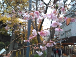 Bunga Sakura langka (dokpri)