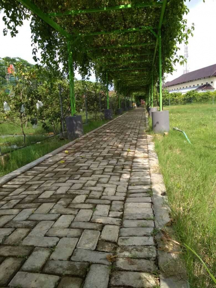 buah markisa (Dokumentasi Pribadi)