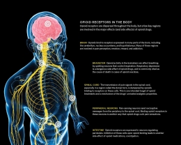 Opioids reseptor di tubuh manusia. Sumber: www.the-scientist.com