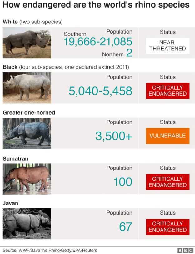 Status poulasi kemia spesies badak. Sumber: WWF/Save the Rhino/Getty/EPA/Reuters