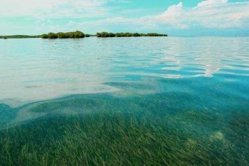 87+ Gambar Pemandangan Ekosistem HD 87+ Gambar Pemandangan Ekosistem HD