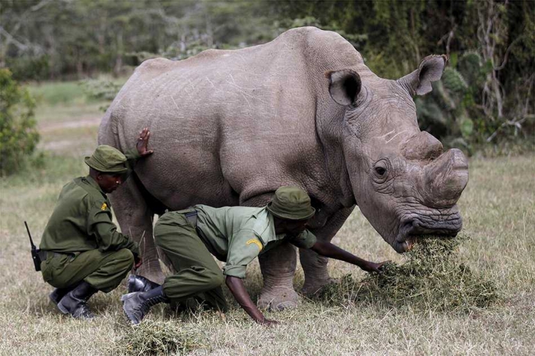 Sudan hidup di penangkaran. Photo: homas Mukoya, Reuters