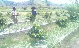 Gambar 2, Penyuluh Pertanian, Paiman, memberikan bimbingan dan motivasi kepada petani bawang putih (Doc. FMT)