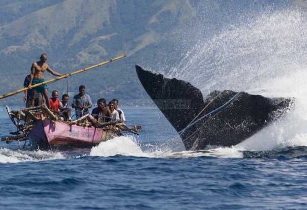 Foto 3. Situasi penangkapan ikan Paus secara tradisional di Lamalera, Lembata (Sumber: http://disbudparlembata.blogspot.co.id)