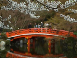 Bunga Sakura di Daigoji, Kyoto (Dokumentasi Pribadi)
