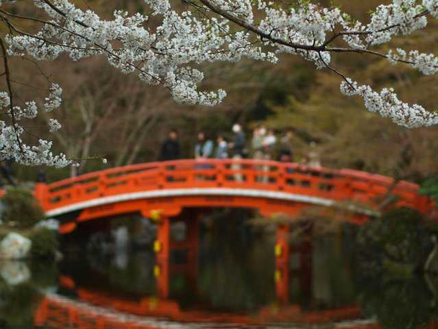 Bunga Sakura di Daigoji, Kyoto (Dokumentasi Pribadi)
