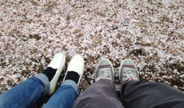 Kelopak Sakura yang jatuh di tanah setelah sakurafubuki (Dokumentasi Pribadi)