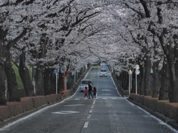 Terowongan Sakura, Tokyo (Dokumentasi Pribadi)