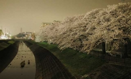 Sakura di Kottagawa, Tokyo (Dokumentasi Pribadi)