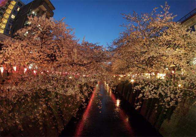 Sakura di saat sore menjelang malam di Megurogawa, Tokyo (Dokumentasi Pribadi)