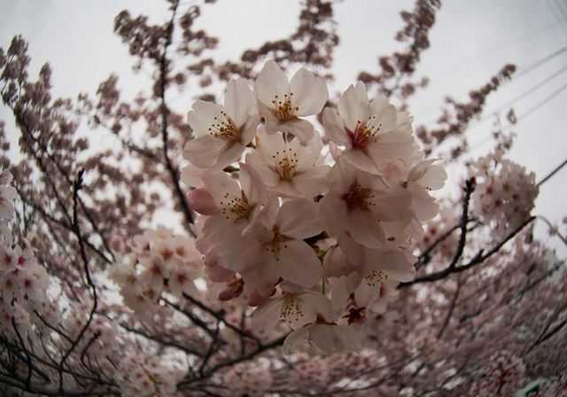 Kelopak Sakura jenis Someiyoshino (Dokumentasi Pribadi)