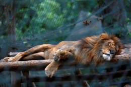 Ilustrasi. Singa mati karena kelapadan. Foto | brilio.net