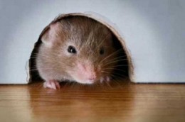 Tikus sembunyi di lobang. Foto | seruni.id