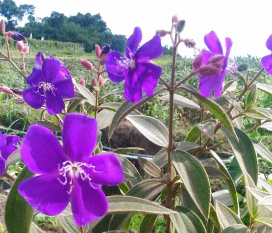 bunga Senggani di Desa Wisata Pujon Kidul (dok.pribadi)