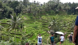 Sawah di Ubud (dok pribadi)