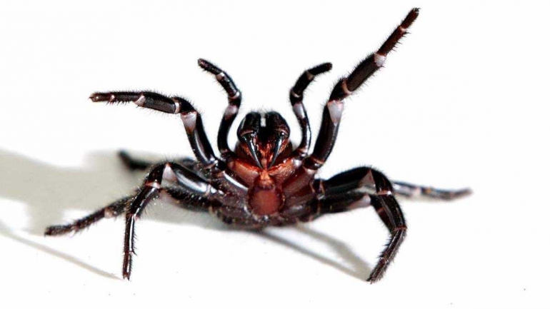 Funnel web, laba-laba Australia yang mengancam Jia dkk. saat mencari Luke (dok. theherald.com.au)
