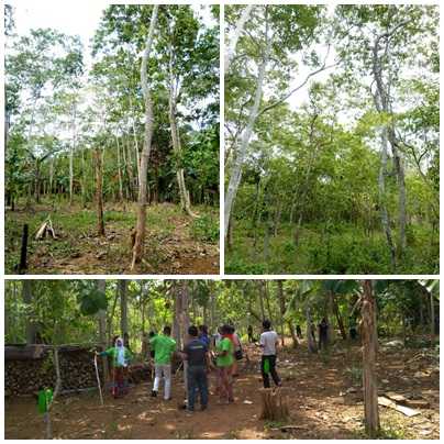 Tanaman Bitti dan praktik lapangan di kebun bitti (sumber foto: Nur Hayati & Haji Jumaring)
