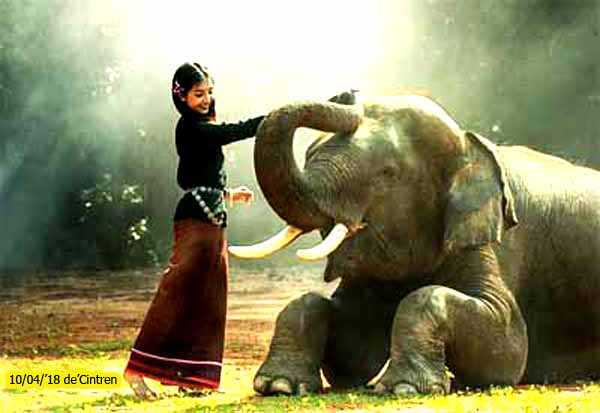 Kontes Pawang Gajah.sumber: pixabay.com