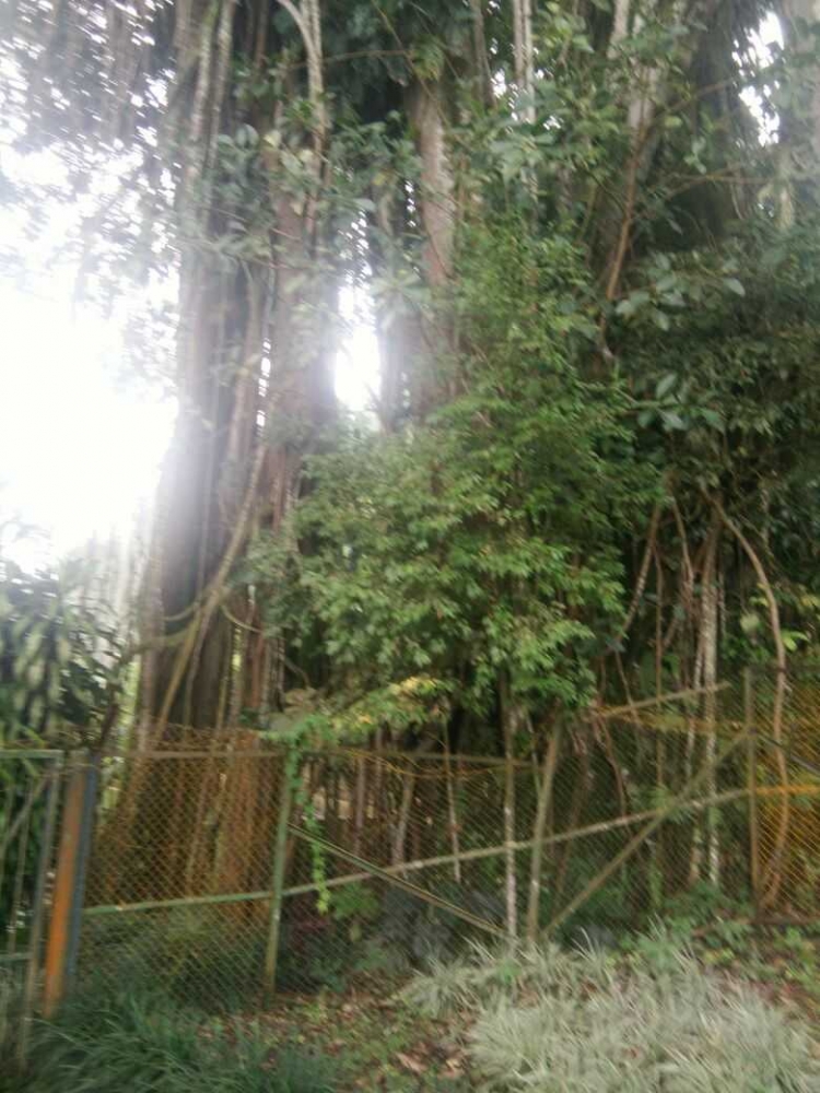 Pohon Besar di Sumber Mata Air Kaligiri/Doc Pribadi