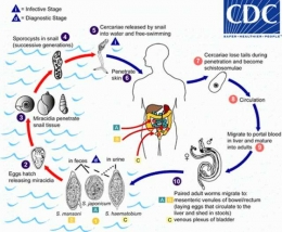 Siklus hidup cacing hati/www.cdc.gov