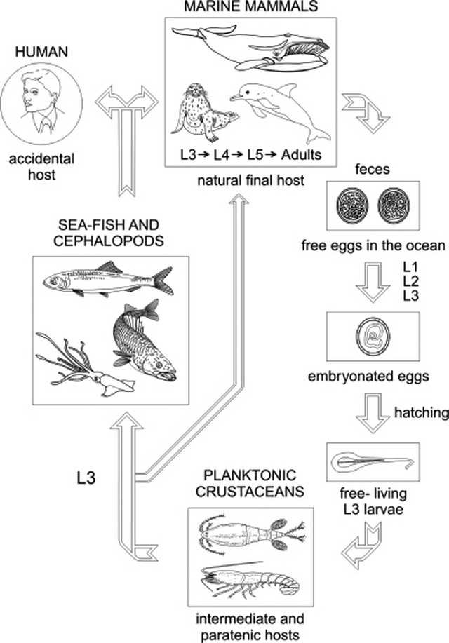 Siklus hidup cacing parasit pada ikan (https://www.ncbi.nlm.nih.gov/pmc/)