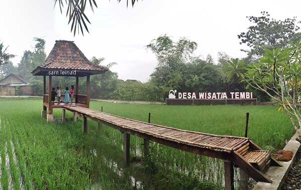 Gambar: Sawah di Desa Tembi Yogyakarta (dok. pribadi)