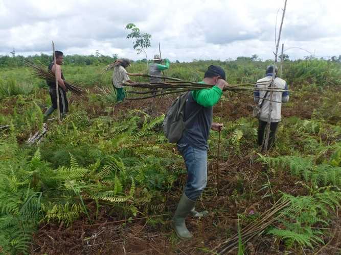Lembaga Pengelola Hutan Desa di Kecamatan Simpang Hilir Lakukan Sekolah Lapangan Pembibitan dan Rehabilitasi Kawasan Hutan Desa Dengan Tanaman Hasil Hutan Bukan Kayu. Yayasan Palung