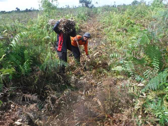 Lembaga Pengelola Hutan Desa di Kecamatan Simpang Hilir Lakukan Sekolah Lapangan Pembibitan dan Rehabilitasi Kawasan Hutan Desa Dengan Tanaman Hasil Hutan Bukan Kayu. Foto dok. Yayasan Palung