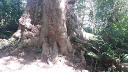 Pohon Kalumpang Lompoa (dokpri/P3E Suma)